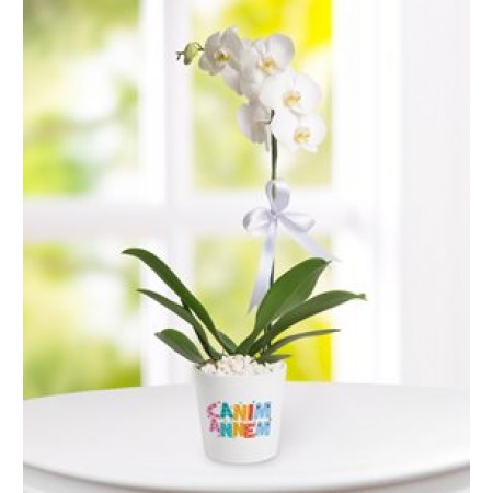 canım annem orkide