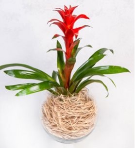 akvaryum vazo da guzmania bitkisi