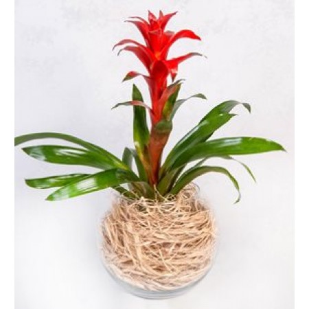 akvaryum vazo da guzmania bitkisi
